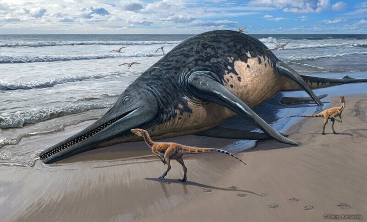 کشف یک موجود حتی بزرگ‌تر از نهنگ آبی در انگلستان!