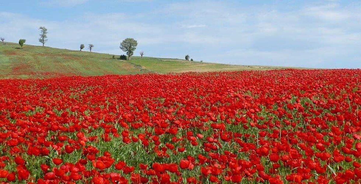 روی گلهای این فرش پا نگذارید!