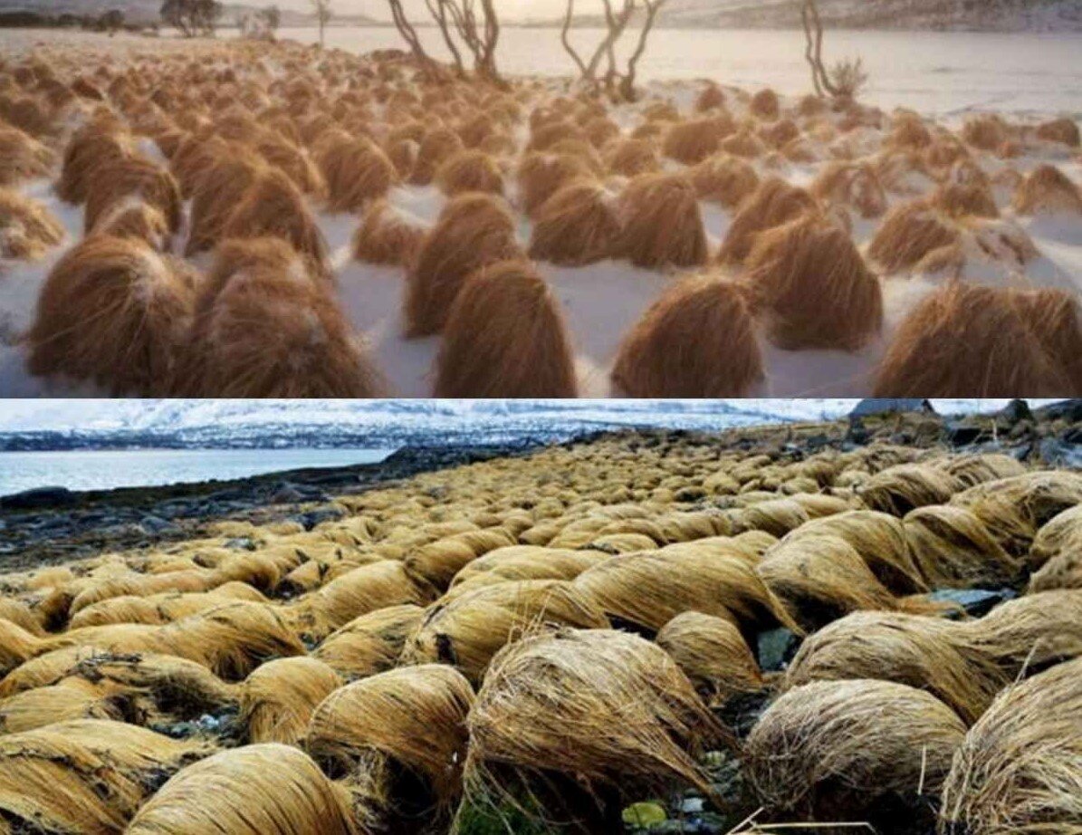 عجیبترین گیاه جهان و شبیه به موی سر انسان+عکس عجیبترین گیاه جهان و شبیه به موی سر انسان+عکس