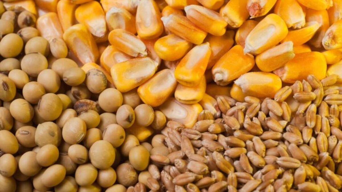 قیمت نهاده‌های دامی ۳ برابر افزایش یافت