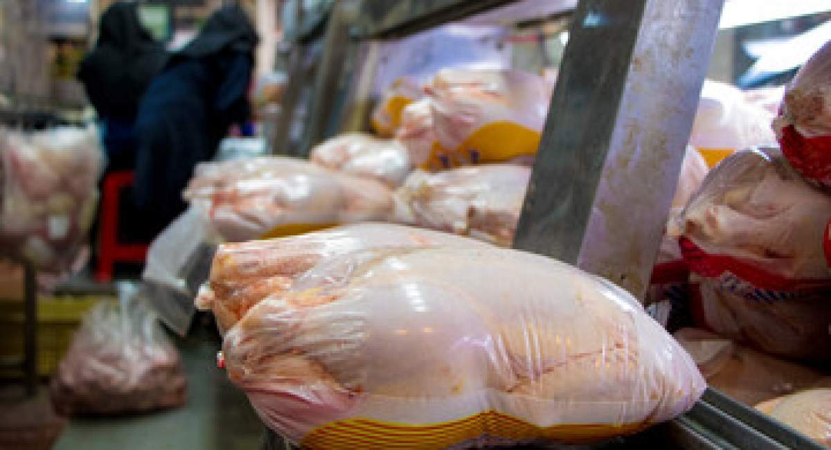 مرغ هم کیلویی ۵۰۰ هزار تومان می‌شود؟   زنگ خطر به صدا در آمد