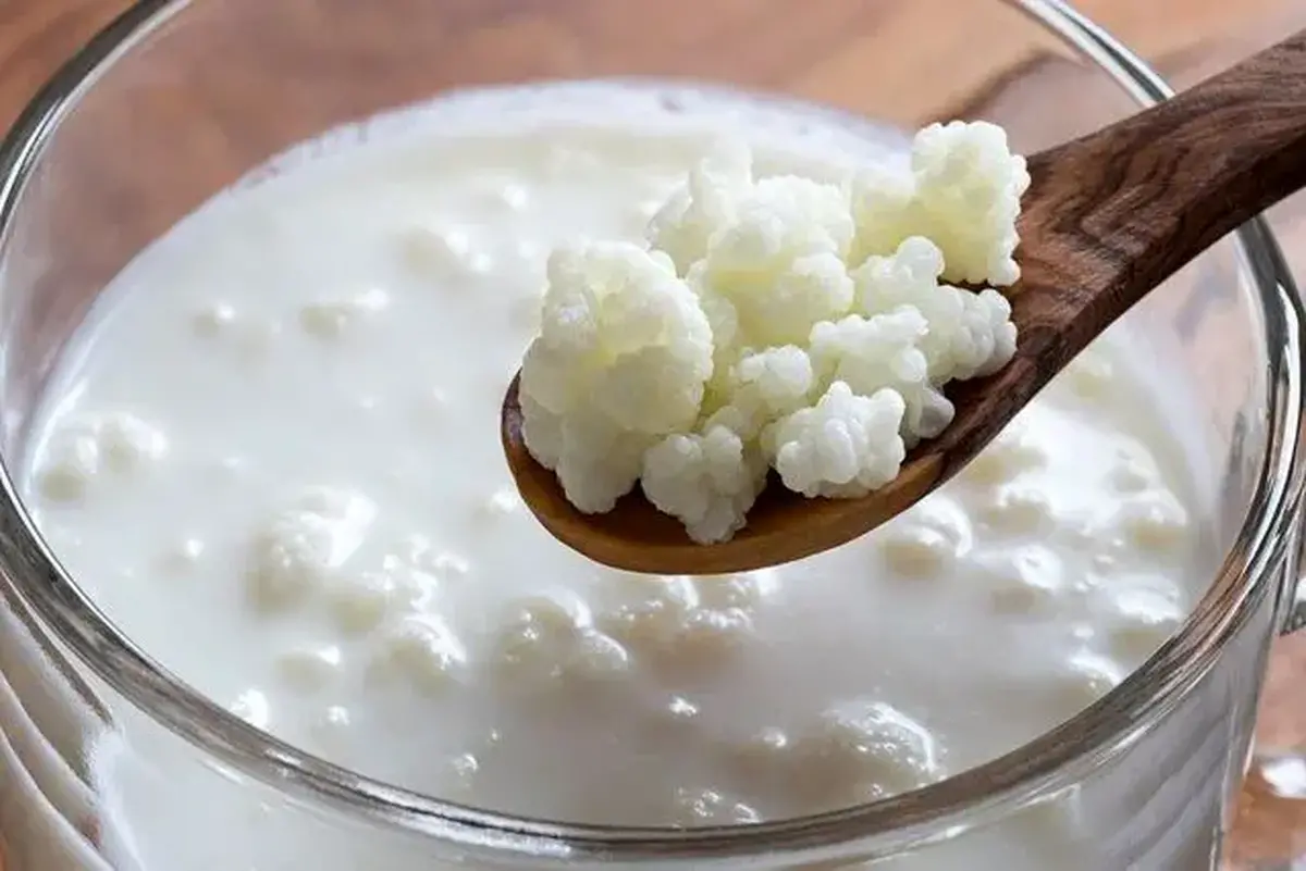 کفیر ممکن است به پیشگیری یا معکوس‌سازی روند پیری کمک کند