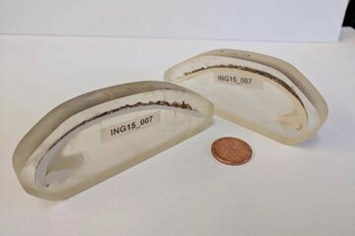 قدیمی‌ترین جانور منفرد دنیا که ۵۰۷ سال عمر کرد