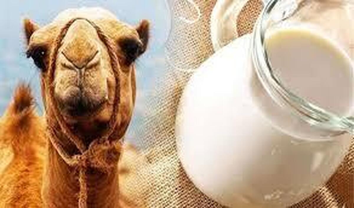 شیر شتر چه خاصیتی دارد ، مفید است؟