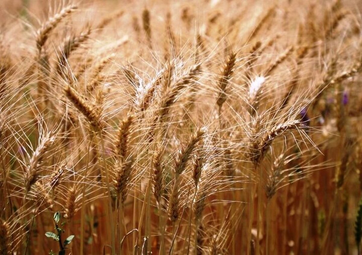 قیمت خرید تضمینی گندم هفته آینده تعیین می شود
