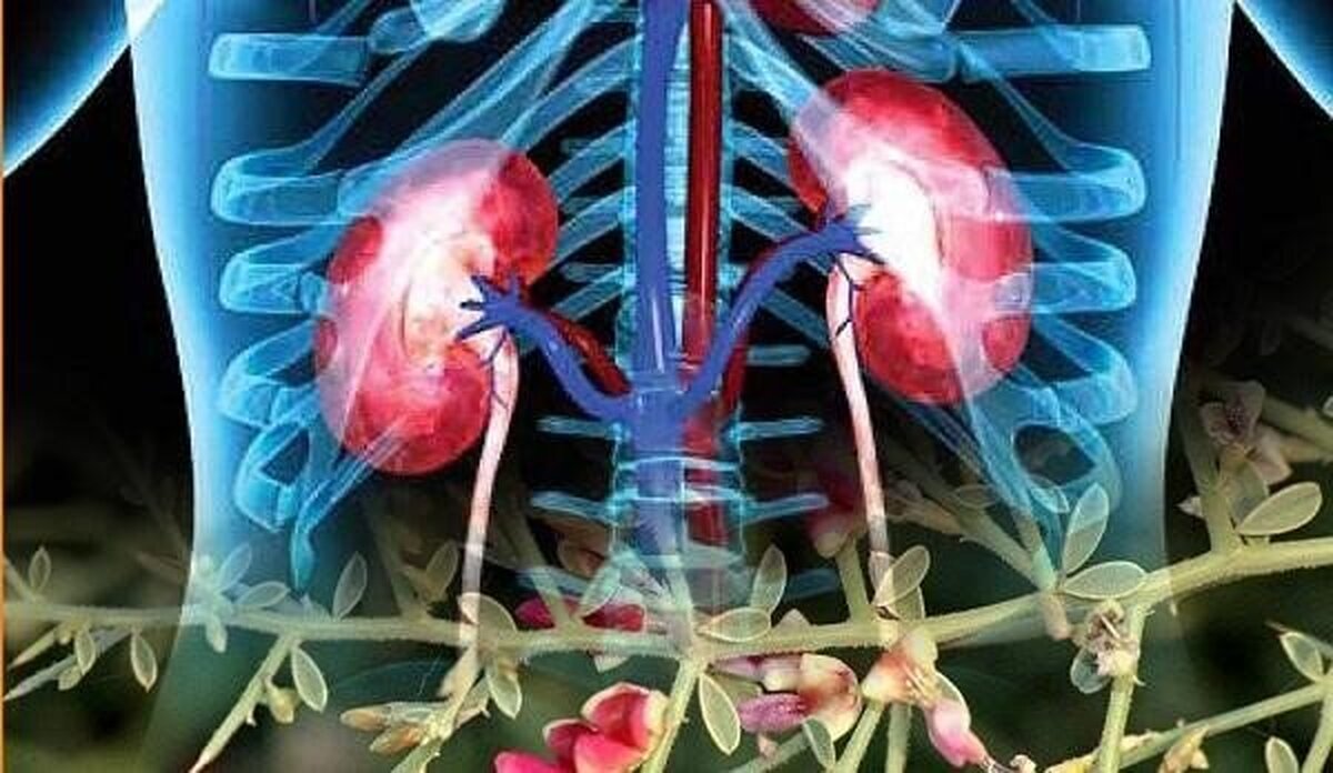 خواص شگفتانگیز عرق خارشتر برای بدن