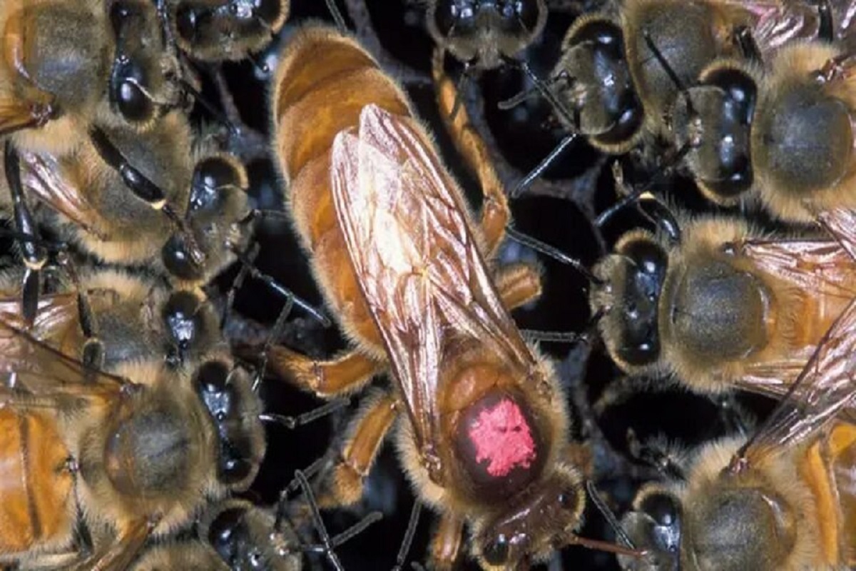 چرا زنبورهای عسل علیه ملکه خود شورش می‌کنند؟
